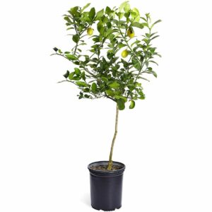 植物爱好者的最佳礼品选项：更明亮的绽放 - 迈耶柠檬树