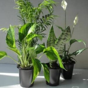植物爱好者的最佳礼品选择：Emeritus花园植物四个最清洁的空气植物