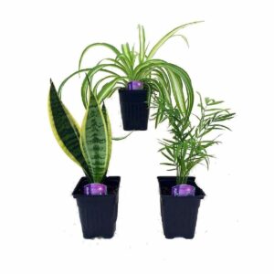 植物爱好者的最佳礼品选项：Hirt的房子植物系列